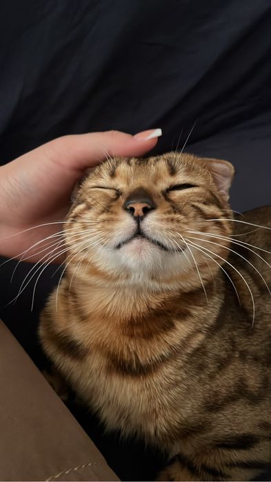 Бенгал ищет себе кошечку