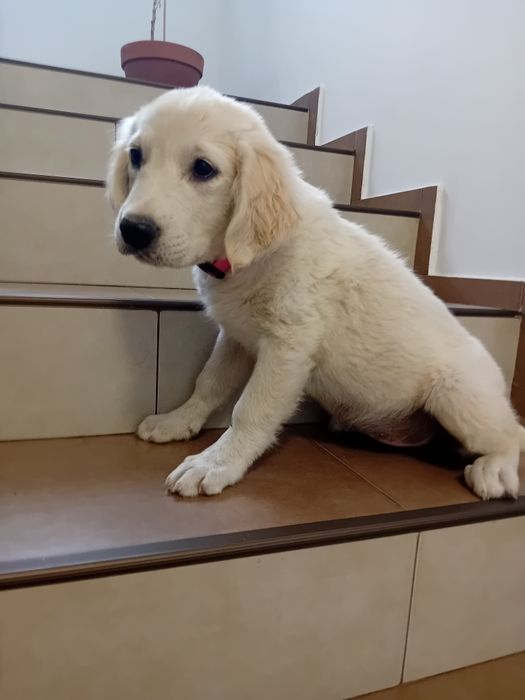 Catelusa  Golden Retriever