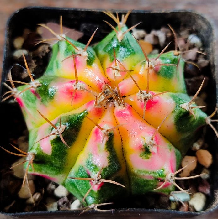 Вариегатные кактусы