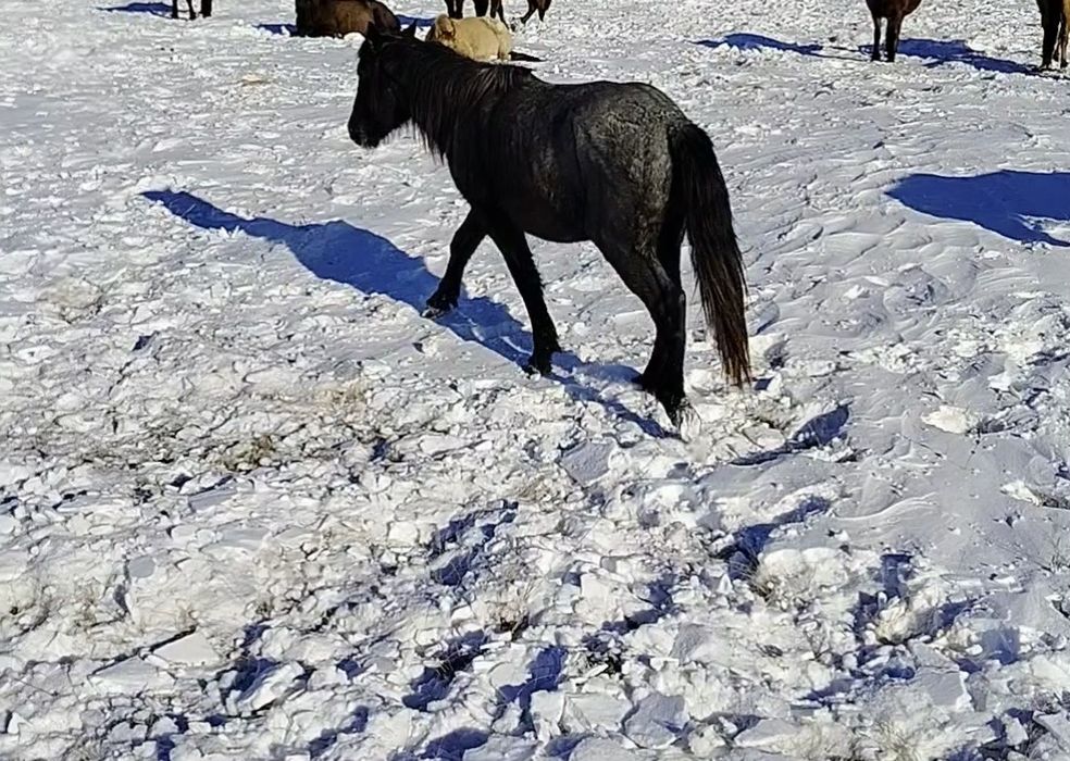 Құнан 2 жылдық, 2 летка