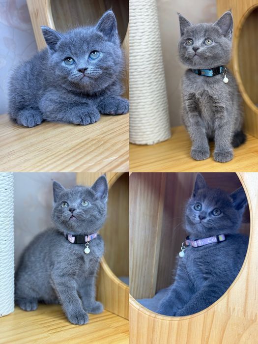 Чистакровные котята скотиш страйт с паспортом