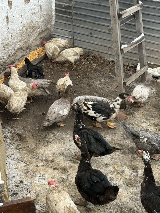 Индоутки самцы крупные