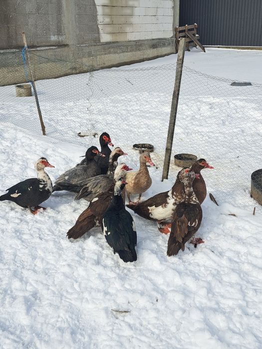 vând rațe leșești