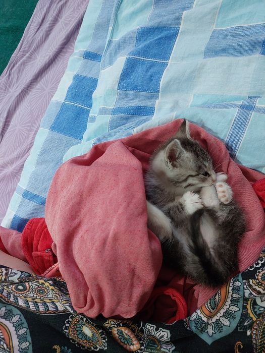 Котёнок девочка 1,5 месяца