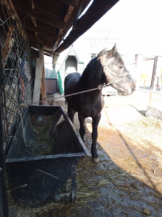 Бордақыланған жылқы