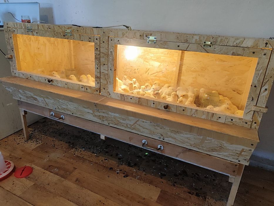 Брудер для цыплят