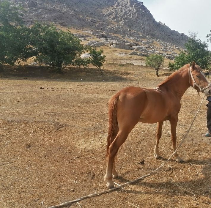 OT sotiladi yoshi 4 da