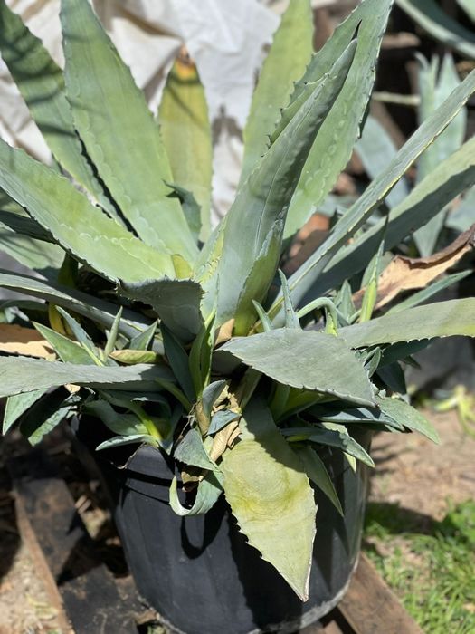 Vand flori ornamentale AGAVA AMERICANE  BUC 3