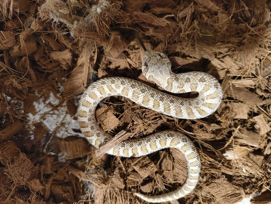 Свиненоса Змия / Heterodon nasicus