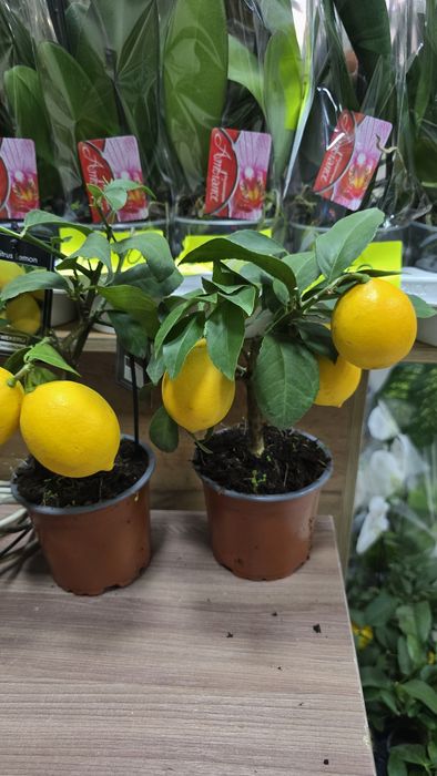 Лимон. Цитрус лимон. Дерево лимона. Комнатный лимон