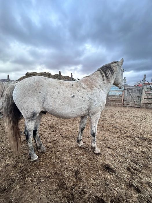 Жылкы уйрмен сатамын