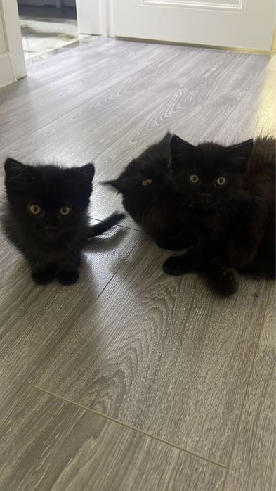 Отдам бесплатно замечательных котят