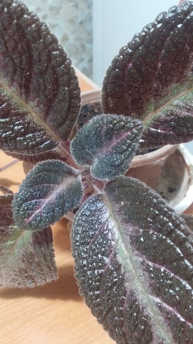 Эписция комнатная