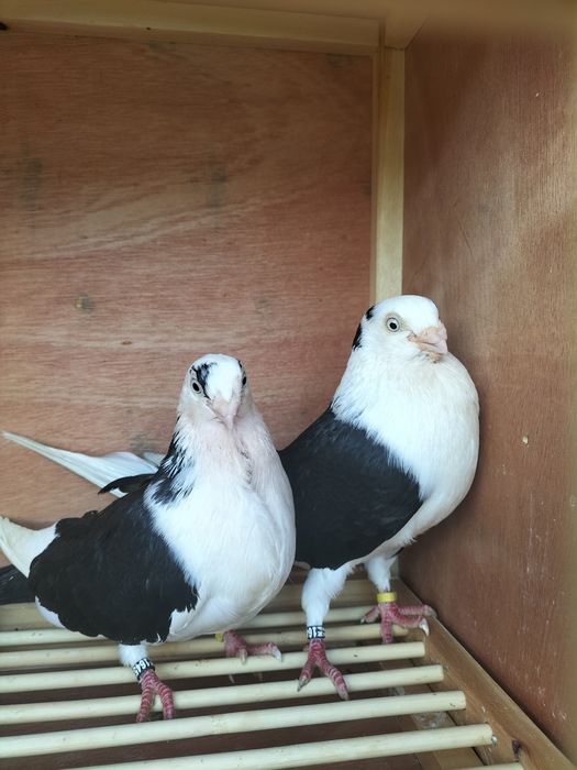 Galateni de zbor și de joc