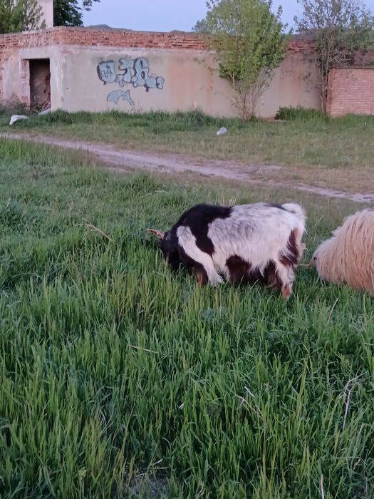Capră bună. de lapte
