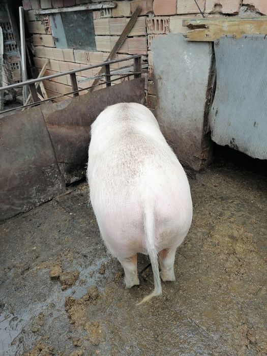 Продавам бременна свиня