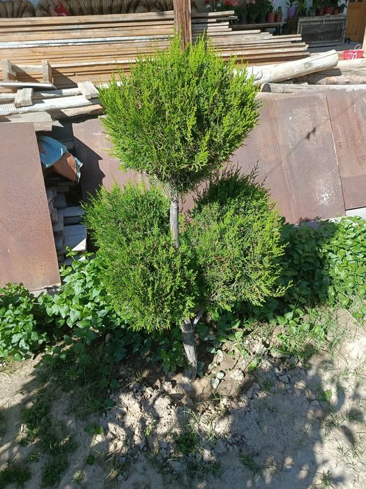 Shar,skelet va pryamoy archalar tayyor kesilgan