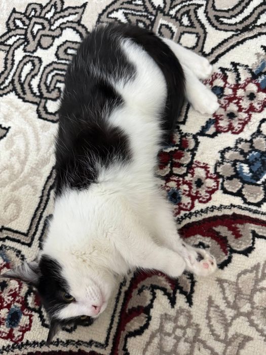 Отдам котёнка в хорошие руки