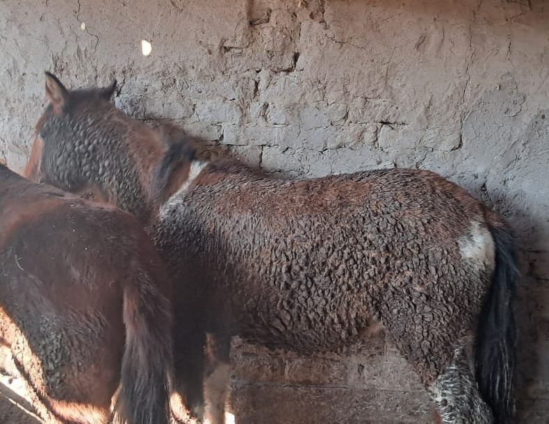 Байланған тай сатылады