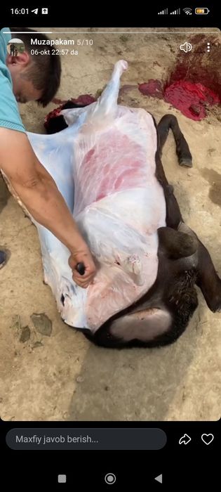 Qoy gosht bor trik qoylani 87000 somdan soyib beramiz trik vazniga