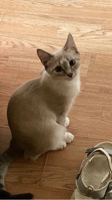 Ищем хорошие руки. Кошка красивая, 1 годик, ласковая.отдадим ее вещи