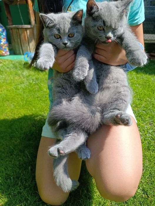 Британски котета