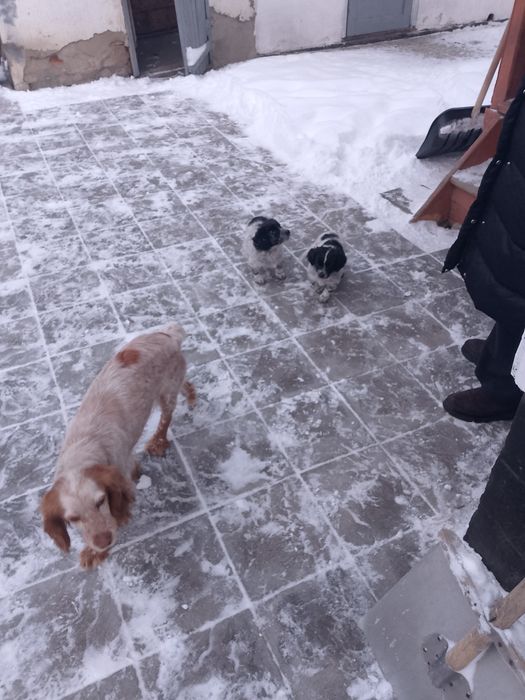 Щенята спаниеля помись