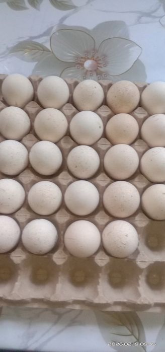 Индюшиные яйца. Куркетауык жумыртка.