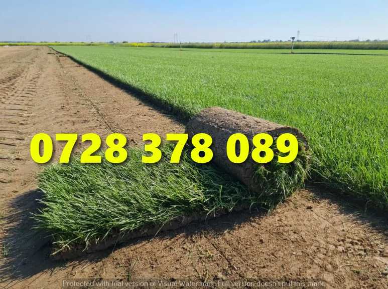 Gazon / Insamantare / Rulouri de Gazon