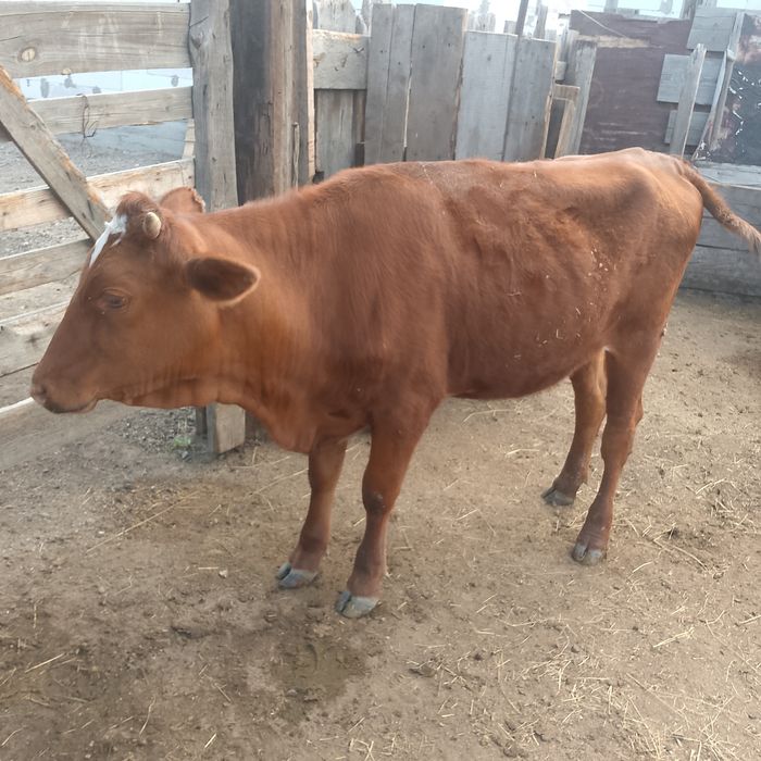 Срочно продам тёлочку.