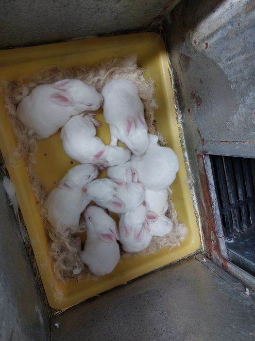 Зайци,цика за разплод,клане,отглеждане