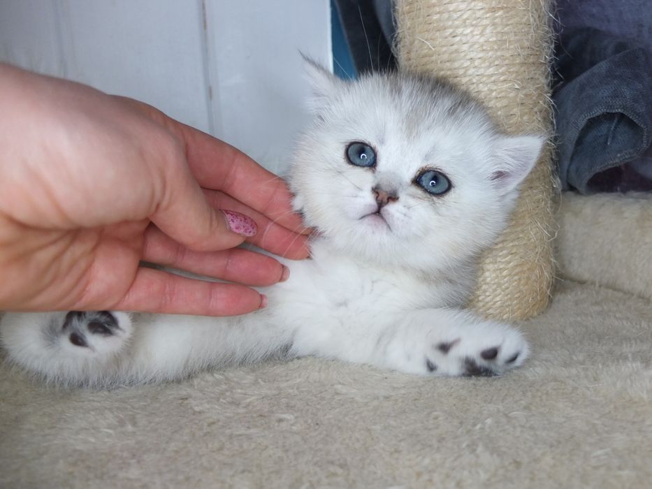 Британско коте сребърна чинчила