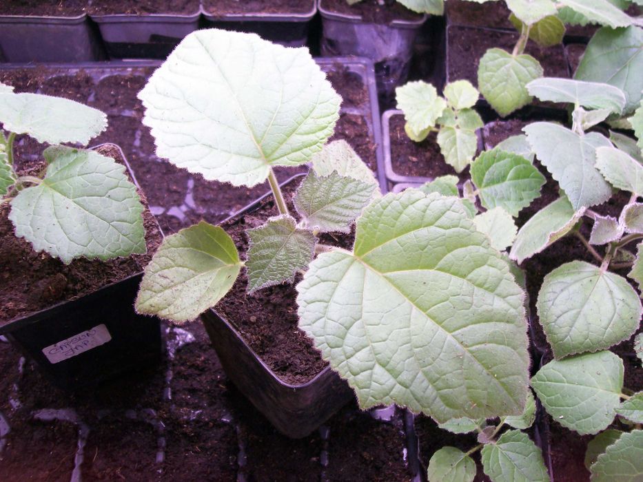 paulownia hibrid 9501  paulonia , paulovnia, nord max