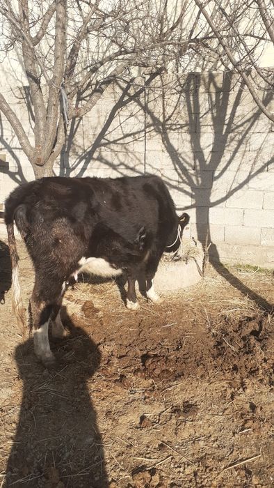 3 Бас сиыр сатылатын біреуі туған