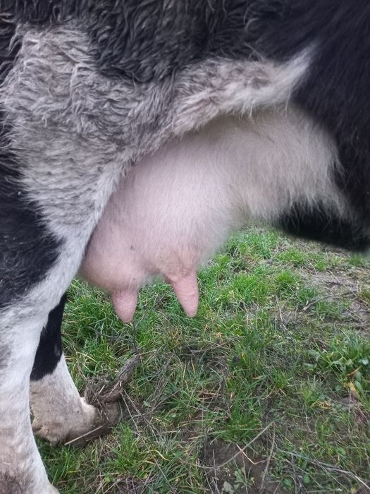 Vand vaca fatata de 4 luni fara vitel,nu impunge si sta la muls