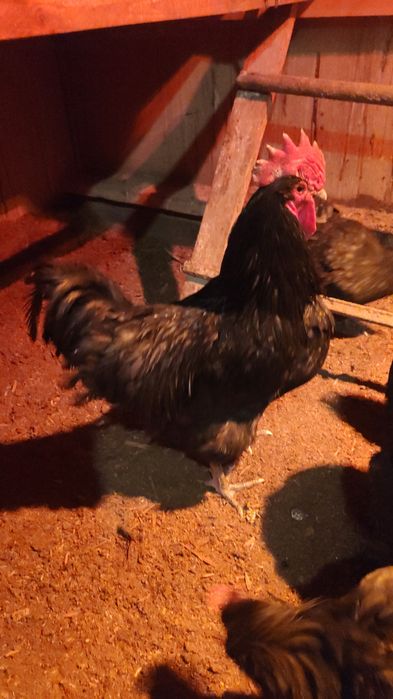 Инкубационные яйцо Австролорп