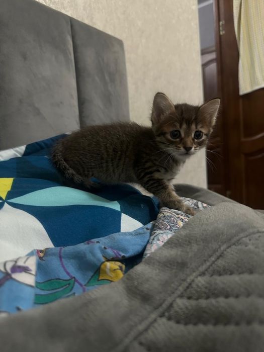 2 котенка, британцы