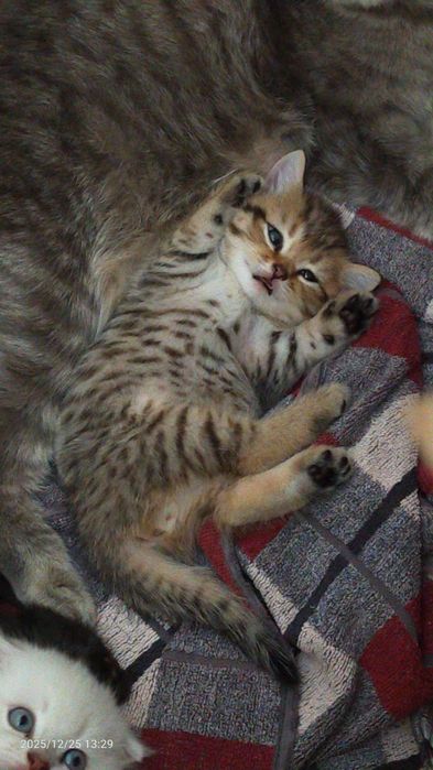 Продам породистых котят