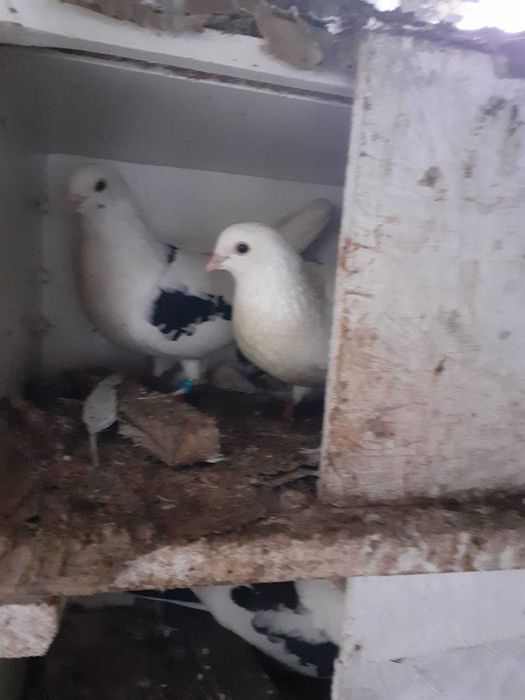 Vand porumbei jucatori galateni