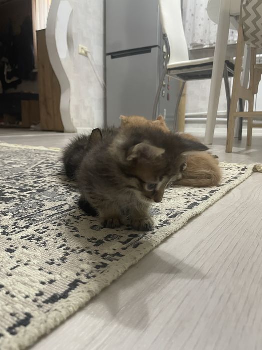 Отдам котят в добрые руки