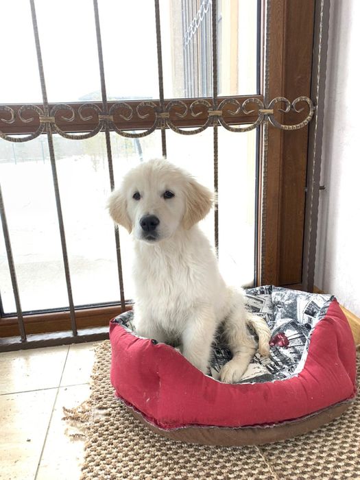 Голден ретривер