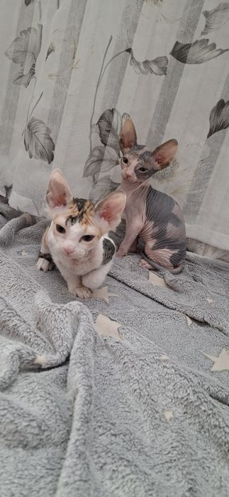 Донские сфинксы котята