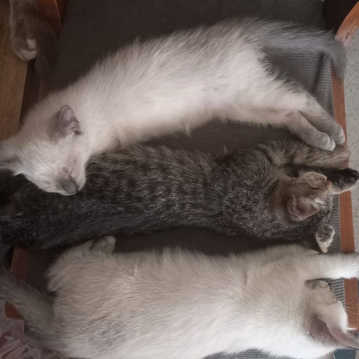 Отдам котят в хорошие руки