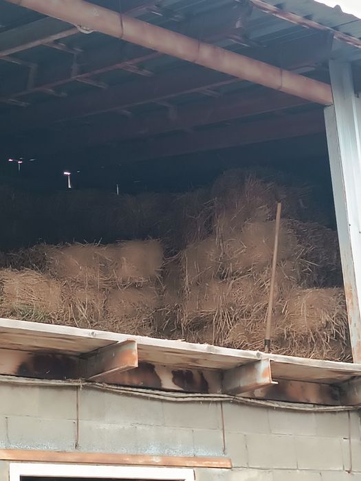 Сено клевер жоңышқа