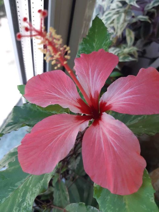 Сортовой гибискус Купера