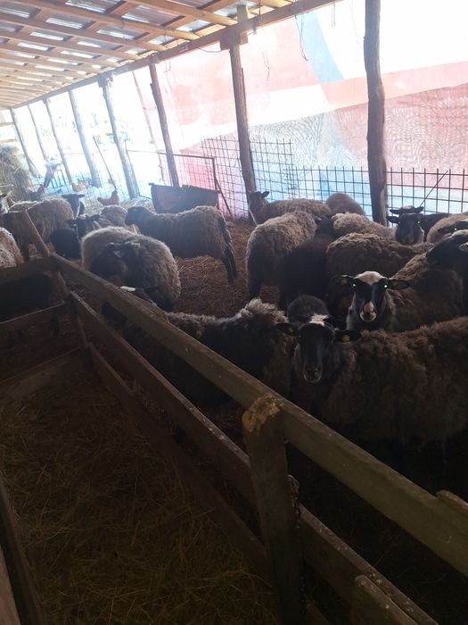 Oi si mielute  Romanov