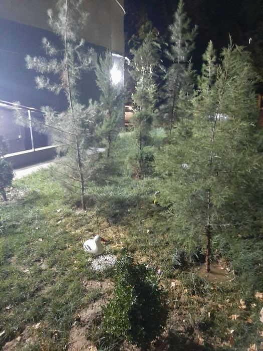 Продается нежилое помещение 3х комнатная + подвал Чиланзар 20 квартал