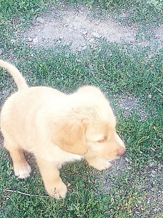 Щенки лабрадора ретривера