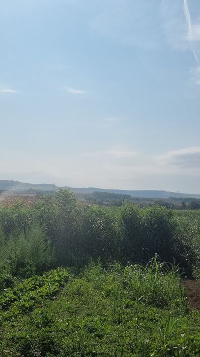 Vând piersic și nuc.