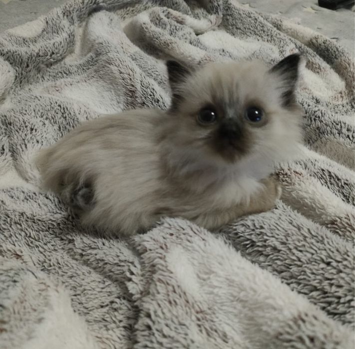 Британский длинношерстный котенок,девочка